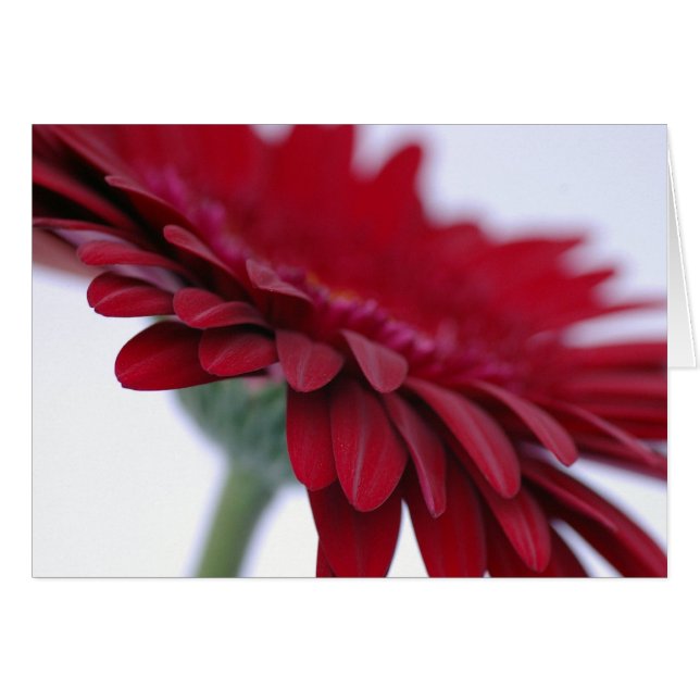 Red Velvet Card (Voorkant Horizontaal)