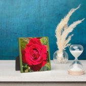 Red Velvet Fotoplaat (Insitu)