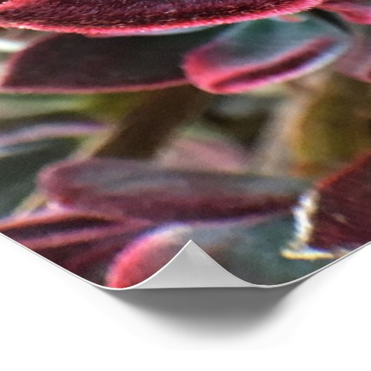 Red Velvet Succulent Poster (Hoek)