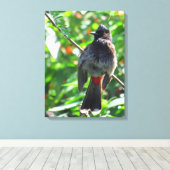 Red-vented Bulbul Canvas Afdruk (Insitu (Houten vloer))
