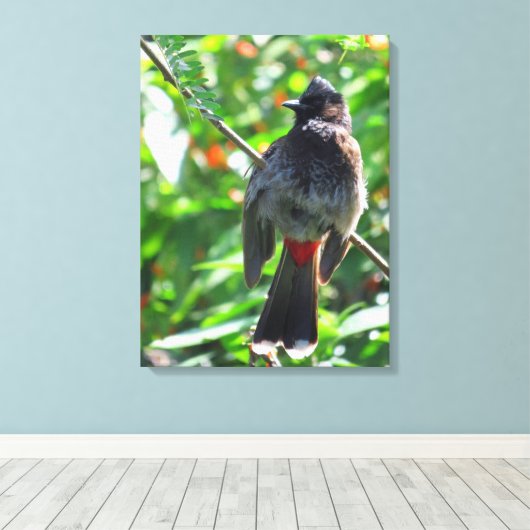 Red-vented Bulbul Canvas Afdruk (Insitu (Houten vloer))
