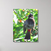Red-vented Bulbul Canvas Afdruk (Voorkant)