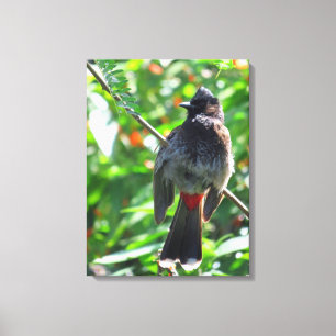 Red-vented Bulbul Canvas Afdruk
