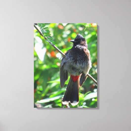 Red-vented Bulbul Canvas Afdruk (Voorkant)