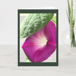 Red-Violet Morning Glory Blank Kaart