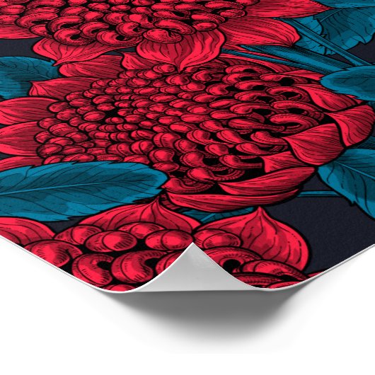 Red waratah flowers poster (Hoek)
