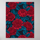 Red waratah flowers poster (Voorkant)