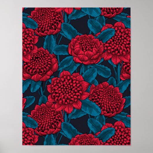 Red waratah flowers poster (Voorkant)