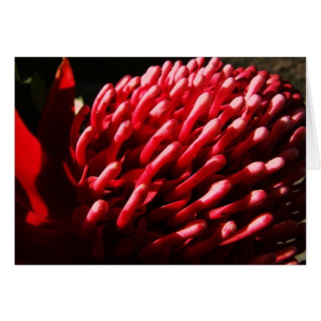 Red Waratah Kaart (Voorkant Horizontaal)