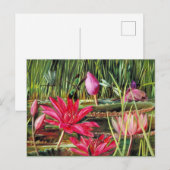 Red Water Lily uit Zuid-India Briefkaart (Voorkant / Achterkant)