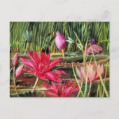 Red Water Lily uit Zuid-India Briefkaart (Voorkant)