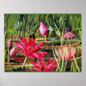 Red Water Lily uit Zuid-India Poster (Voorkant)