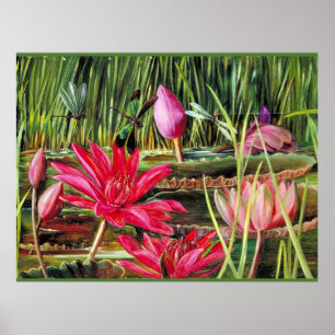 Red Water Lily uit Zuid-India Poster