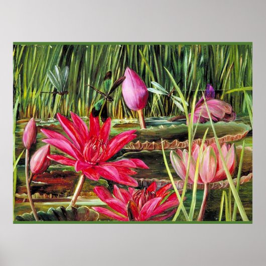 Red Water Lily uit Zuid-India Poster (Voorkant)