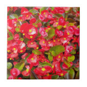 Red Wax Begonias Floral Tegeltje (Voorkant)
