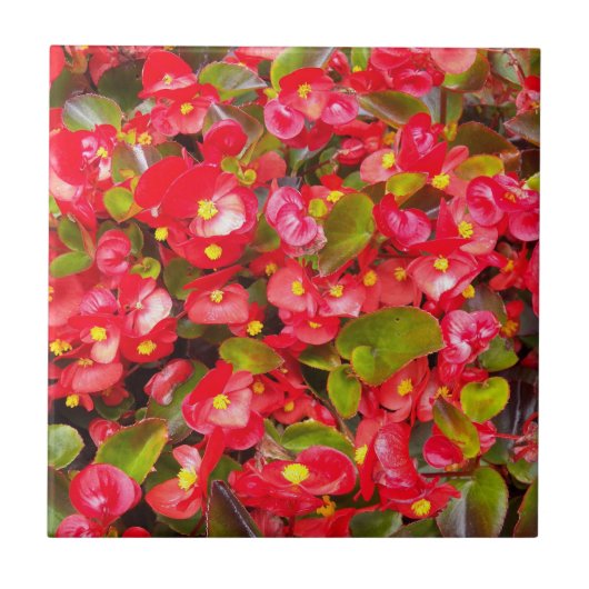 Red Wax Begonias Floral Tegeltje (Voorkant)