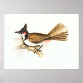 Red-Whiskered Bulbul vogelfauna natuur schilderij Poster (Voorkant)