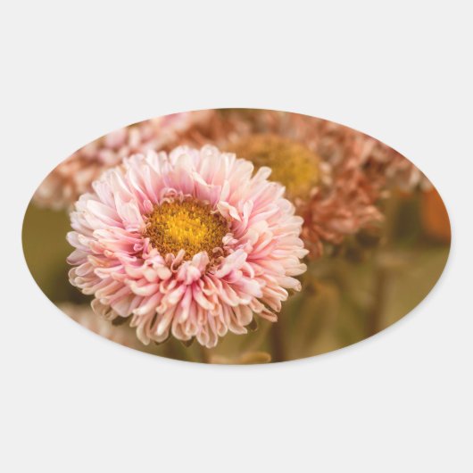 Red White China Aster Ovale Sticker (Voorkant)