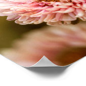 Red White china Asters Poster (Hoek)