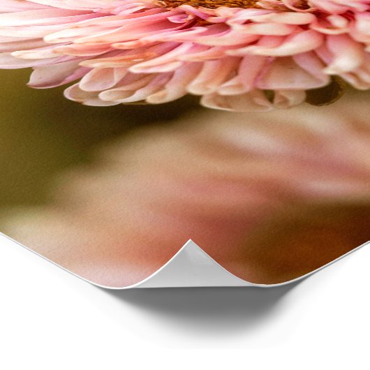 Red White china Asters Poster (Hoek)