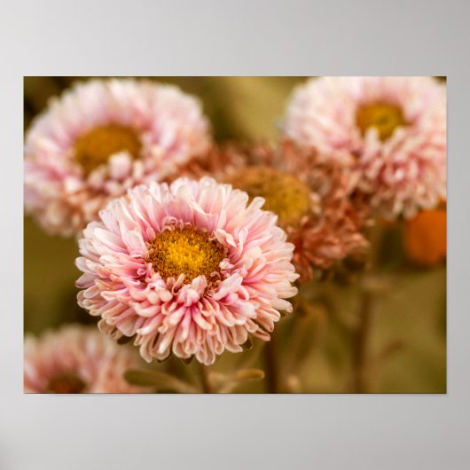 Red White china Asters Poster (Voorkant)