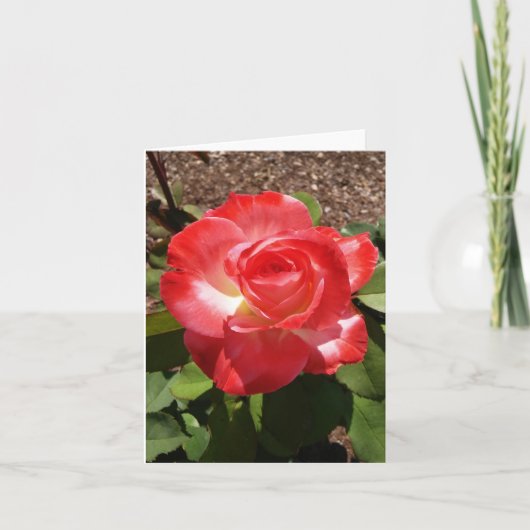 Red White Rose Foto gevouwen Note Kaart (Voorkant)