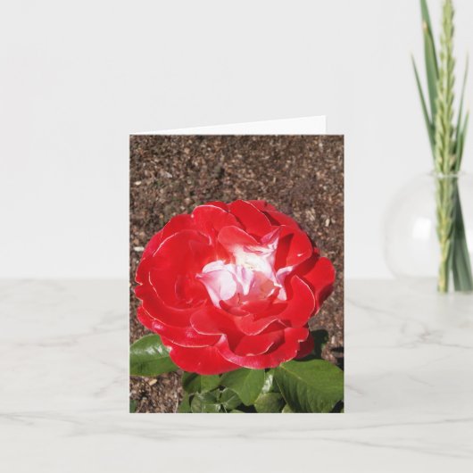 Red White Rose Foto gevouwen Note Kaart (Voorkant)