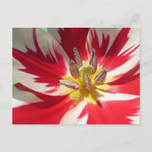 Red White Tulip Sluiten DIY Briefkaart