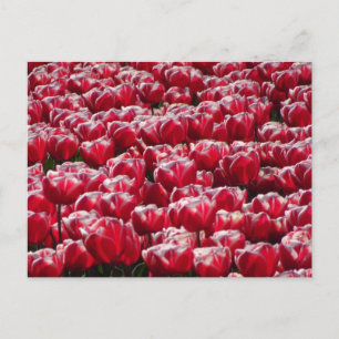 Red White Tulps Pattern DIY Briefkaart