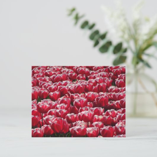 Red White Tulps Pattern DIY Briefkaart (Staand voorkant)