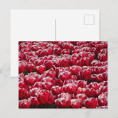 Red White Tulps Pattern DIY Briefkaart (Voorkant / Achterkant)