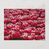 Red White Tulps Pattern DIY Briefkaart (Voorkant)