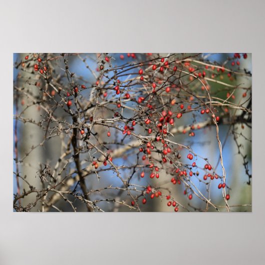 Red Wild Berries Poster (Voorkant)