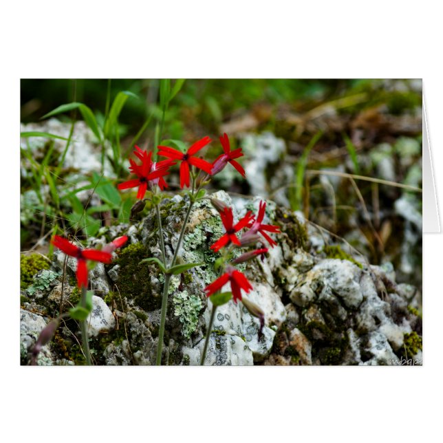 Red Wildflower op Rock (Voorkant Horizontaal)