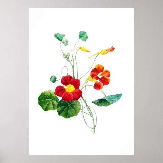 Red Willowweed II Afdruk door Mary Vaux Walcott Poster (Voorkant)