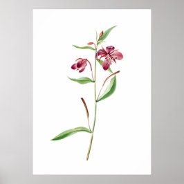 Red Willowweed Print door Mary Vaux Walcott