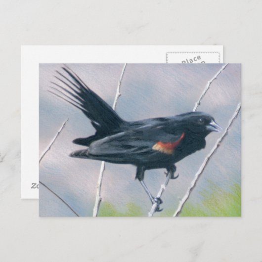 Red Wing Blackbird Briefkaart (Voorkant / Achterkant)