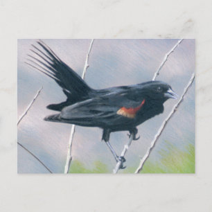 Red Wing Blackbird Briefkaart