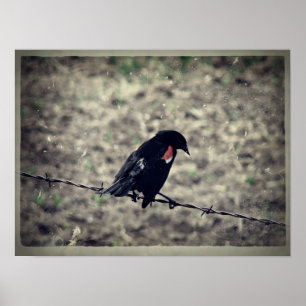 Red Wing Blackbird Faux  Poster