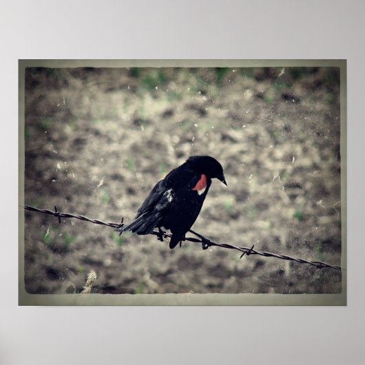 Red Wing Blackbird Faux Vintage Poster (Voorkant)