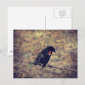 Red Wing Blackbird op Barbed Wire Briefkaart (Voorkant / Achterkant)