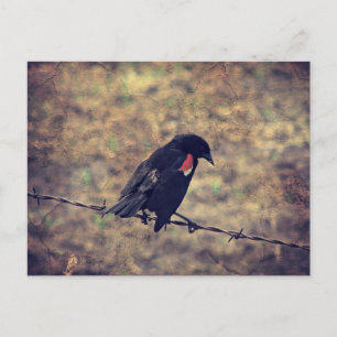 Red Wing Blackbird op Barbed Wire Briefkaart