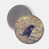 Red Wing Blackbird op Barbed Wire Magneet (Voorkant / Achterkant)
