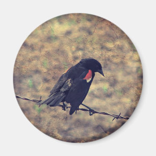Red Wing Blackbird op Barbed Wire Magneet