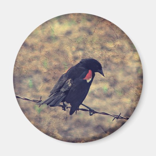 Red Wing Blackbird op Barbed Wire Magneet (Voorkant)