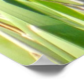 Red Wing Blackbird op Reeds Poster (Hoek)