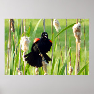 Red Wing Blackbird op Reeds Poster