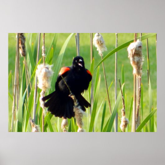 Red Wing Blackbird op Reeds Poster (Voorkant)
