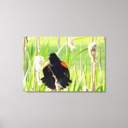 Red Wing Blackbird Song Wrapped Canvas Print (Voorkant)