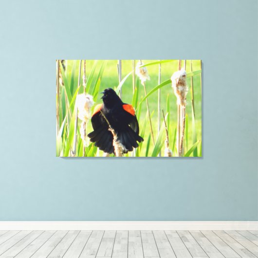 Red Wing Blackbird Song Wrapped Canvas Print (Insitu (Houten vloer))